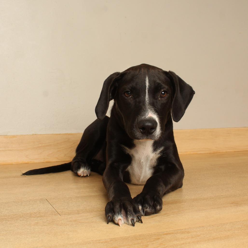 Monica  D71062, Adoptable, Puppy Female American Bulldog & Mixed Breed.