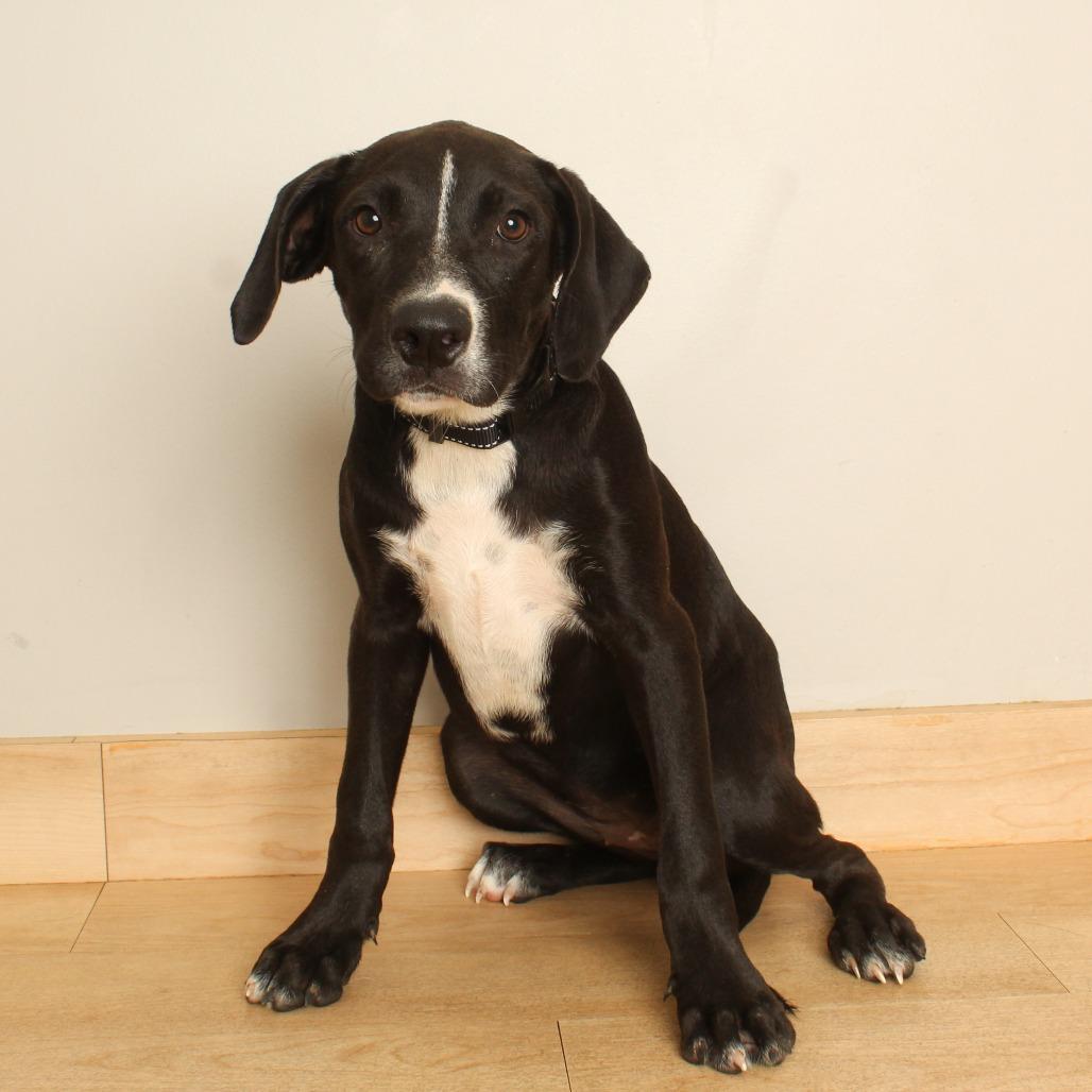 Enlarge Monica  D71062, a Adoptable mixed breed in Minnetonka, MN image 2/6
