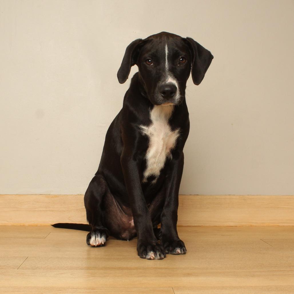 Enlarge Monica  D71062, a Adoptable mixed breed in Minnetonka, MN image 3/6