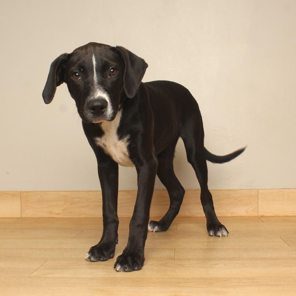 Enlarge Monica  D71062, a Adoptable mixed breed in Minnetonka, MN image 4/6