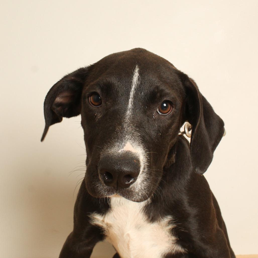 Enlarge Monica  D71062, a Adoptable mixed breed in Minnetonka, MN image 5/6