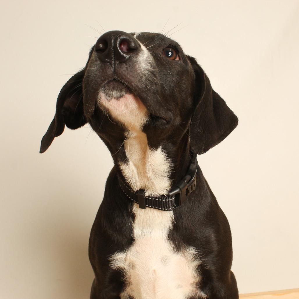 Enlarge Monica  D71062, a Adoptable mixed breed in Minnetonka, MN image 6/6