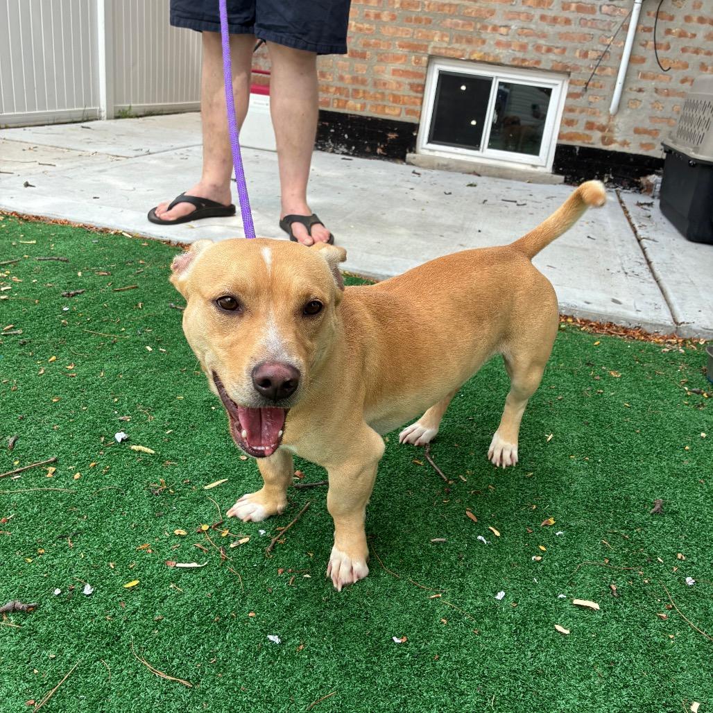 Enlarge Meatloaf, a Adoptable Dachshund in Chicago, IL image 3/6