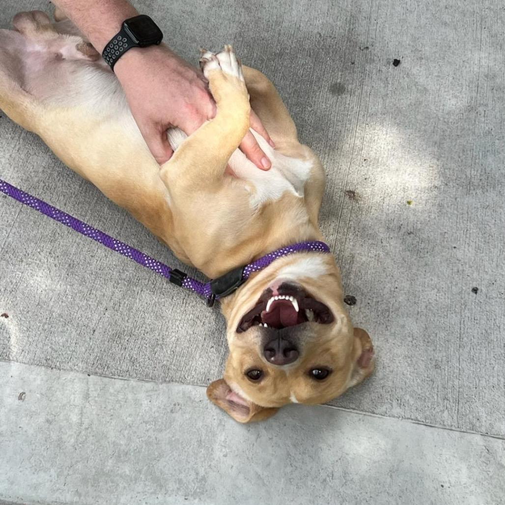 Enlarge Meatloaf, a Adoptable Dachshund in Chicago, IL image 4/6