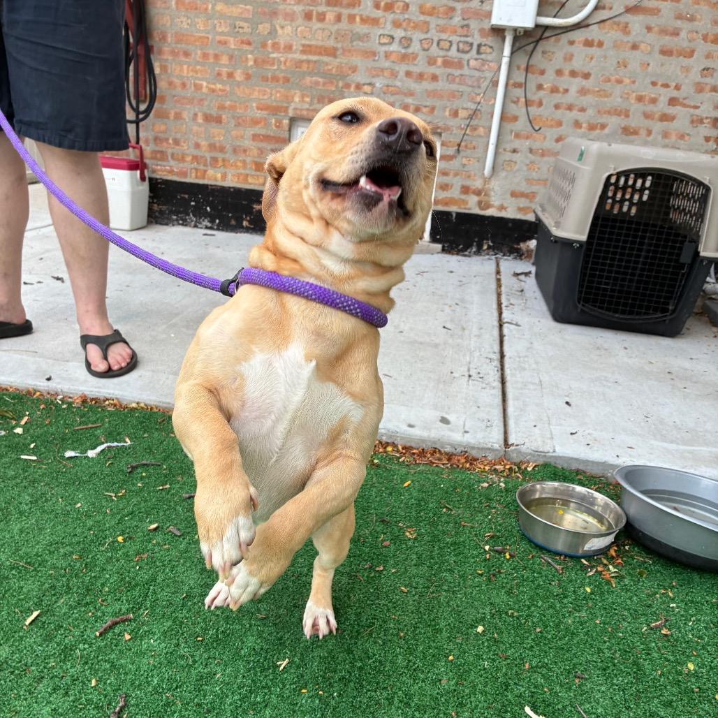 Enlarge Meatloaf, a Adoptable Dachshund in Chicago, IL image 5/6