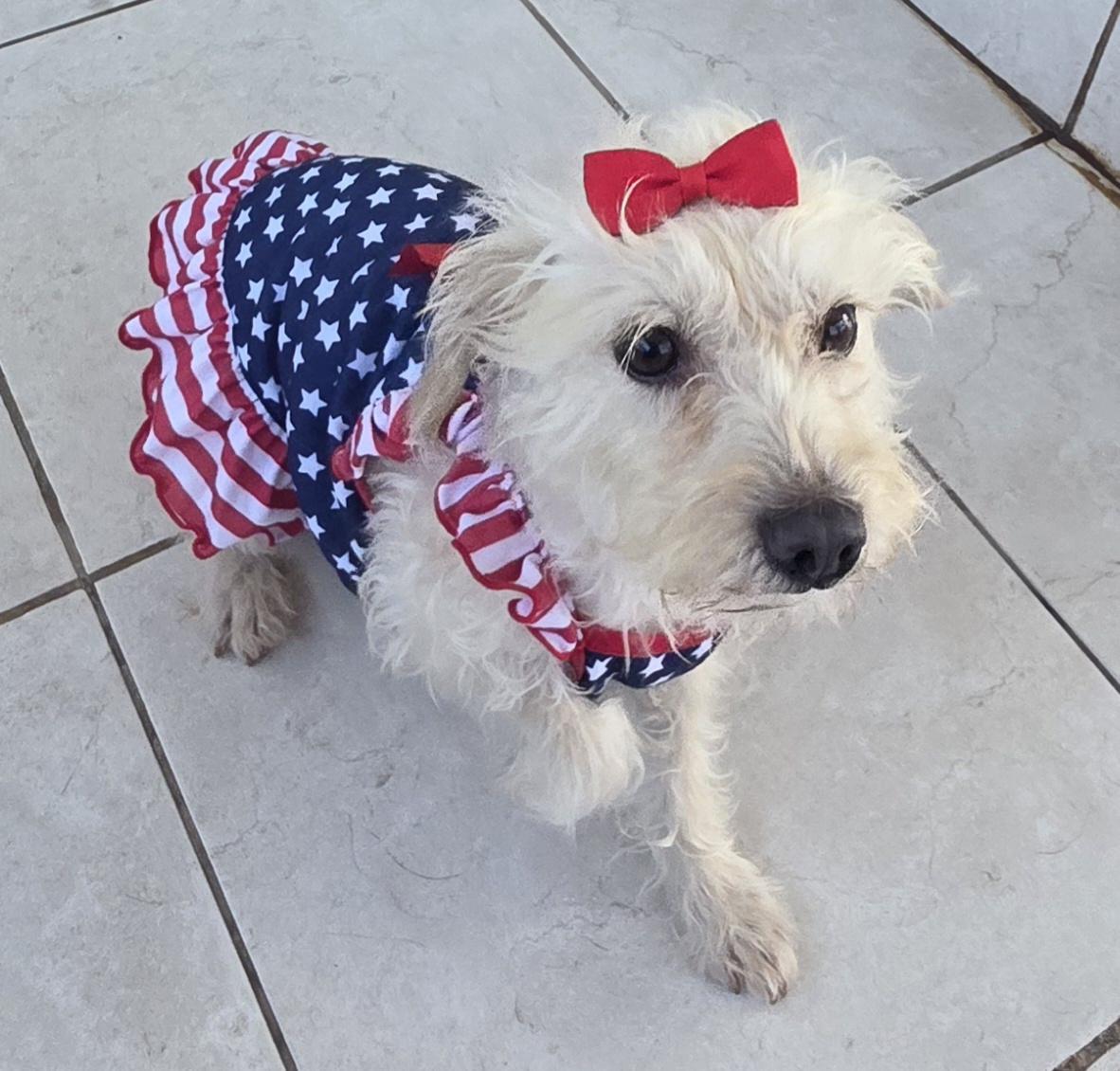 Enlarge Nataly, an adopted Maltipoo in Fallbrook, CA image 5/6