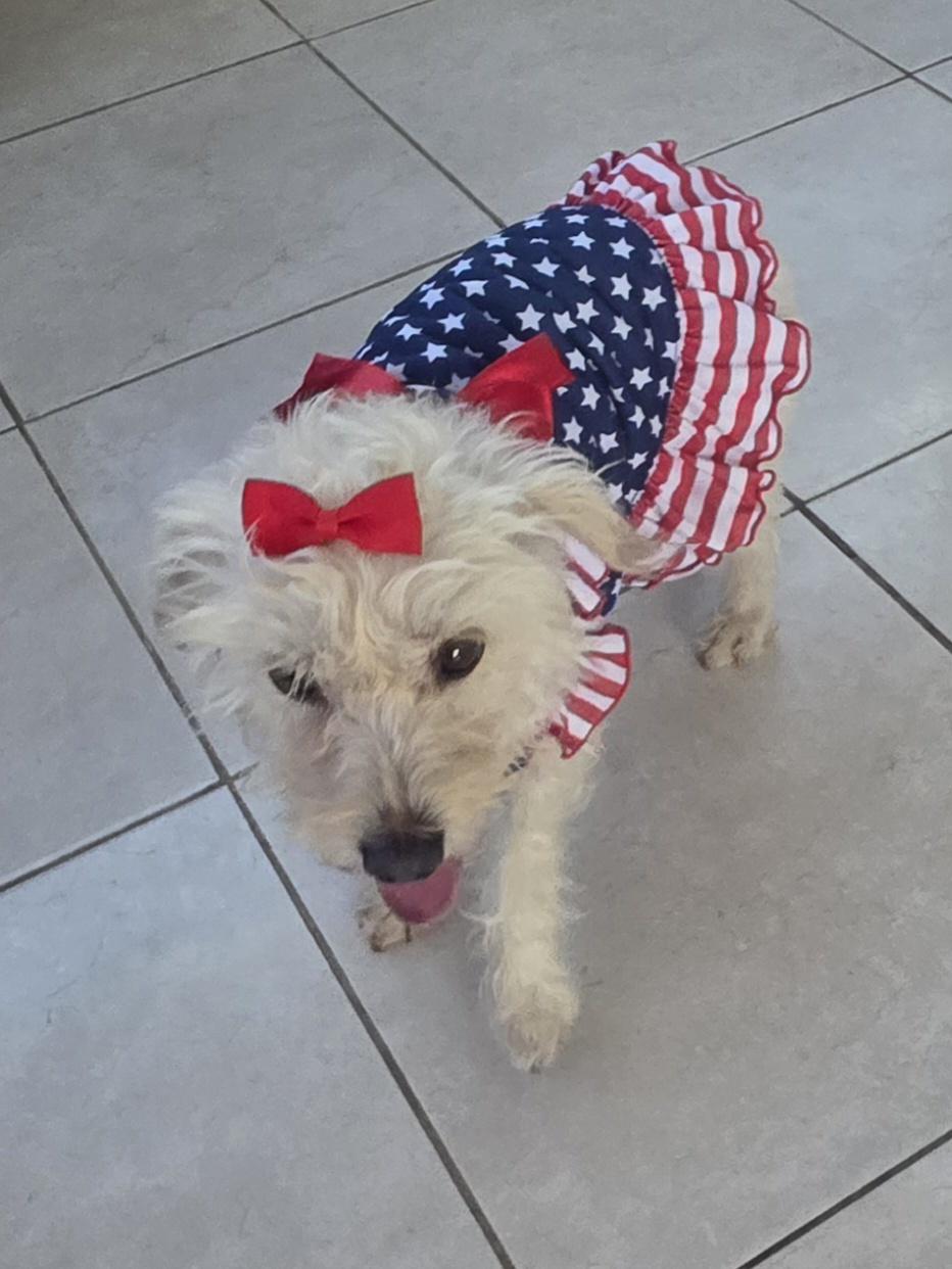 Enlarge Nataly, an adopted Maltipoo in Fallbrook, CA image 4/6