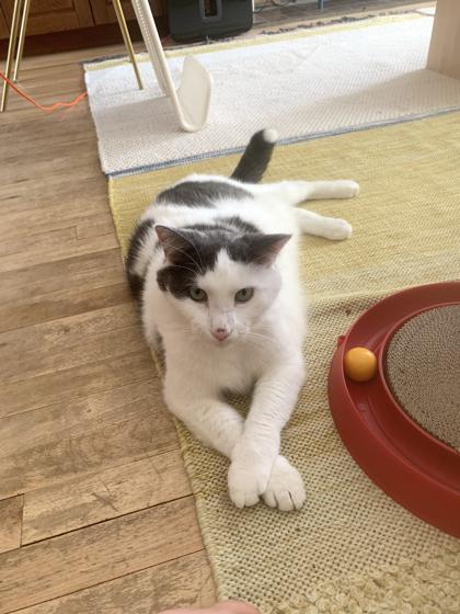 Enlarge Boji (Gaston/Chaton), a Adoptable Domestic Short Hair in Montreal, QC image 1/3