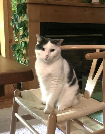 Enlarge Boji (Gaston/Chaton), a Adoptable Domestic Short Hair in Montreal, QC image 2/3