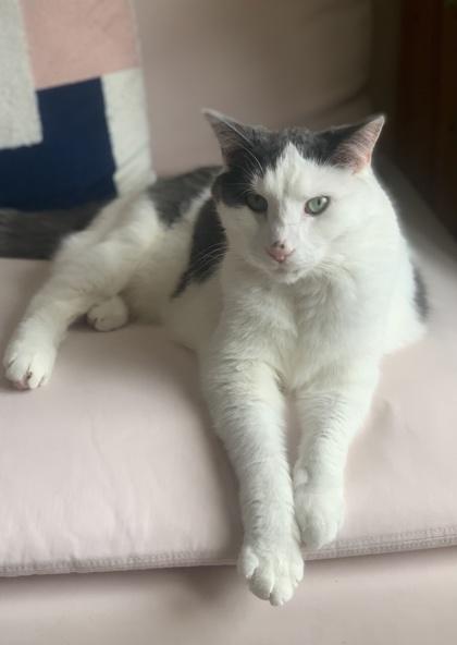 Enlarge Boji (Gaston/Chaton), a Adoptable Domestic Short Hair in Montreal, QC image 3/3