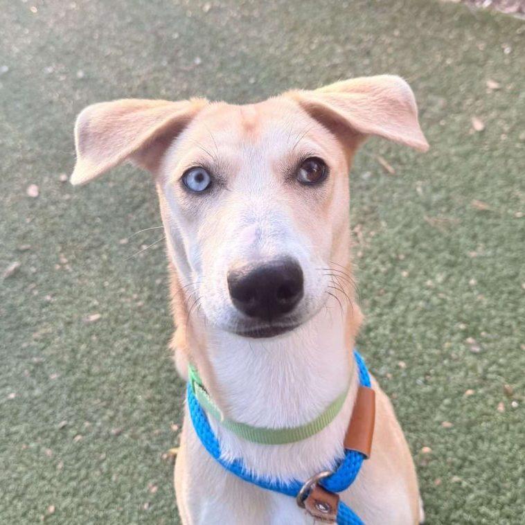 Layla, Adoptable, Young Female Mixed Breed.