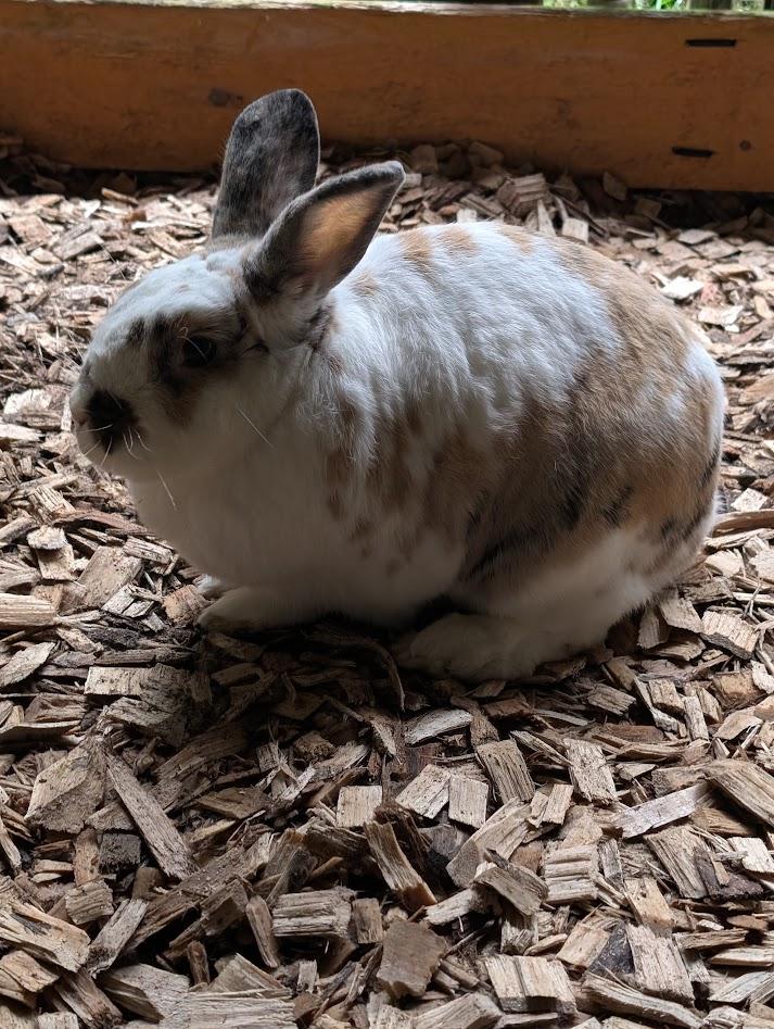 Enlarge Oshi, a ADOPTABLE mixed breed in Carnation, WA image 2/2