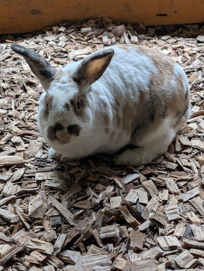 Oshi, ADOPTABLE, Adult Female American.