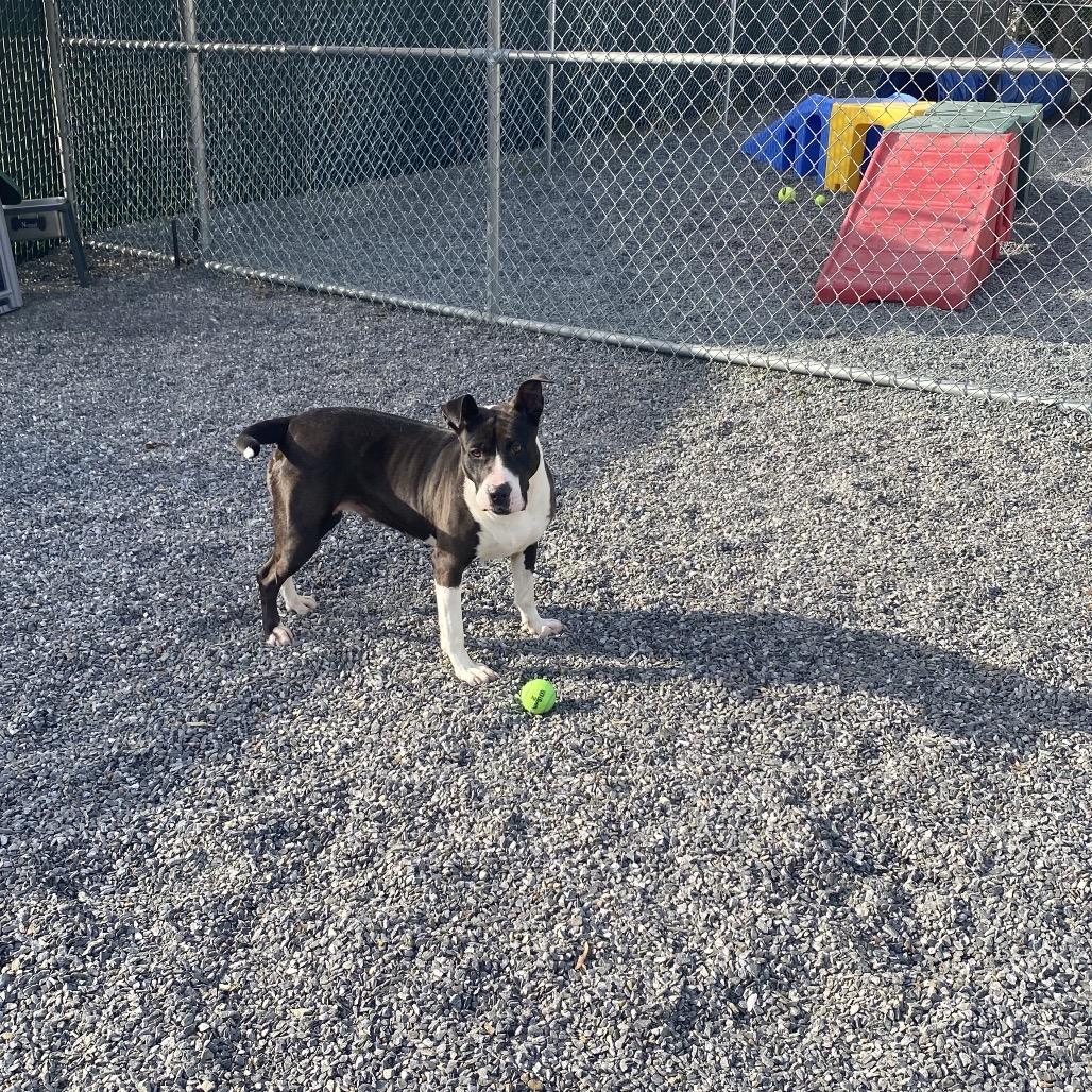 Gypsy, Adoptable, Adult Female Mixed Breed.