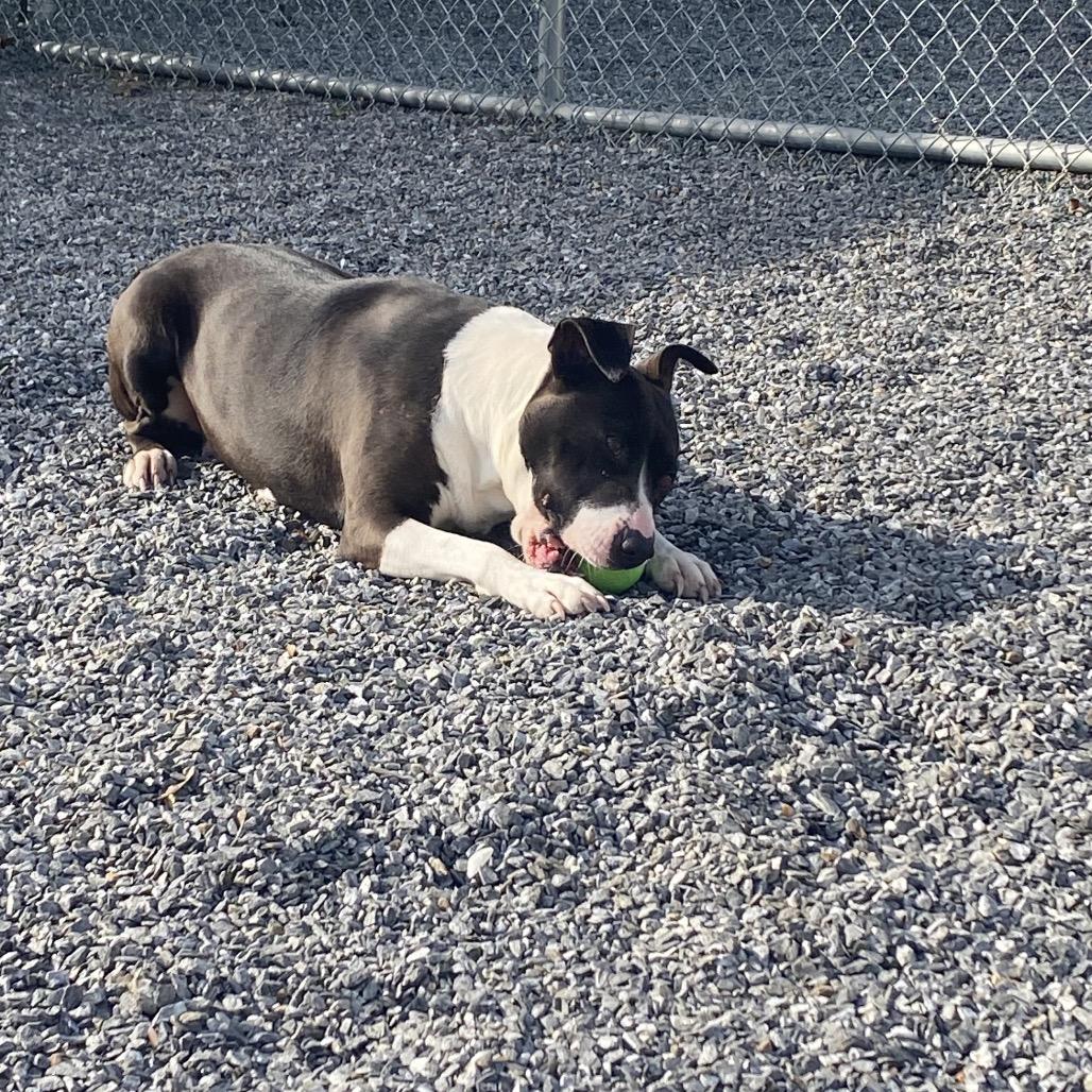 Enlarge Gypsy, a Adoptable Mixed Breed in Walnut Cove, NC image 2/6