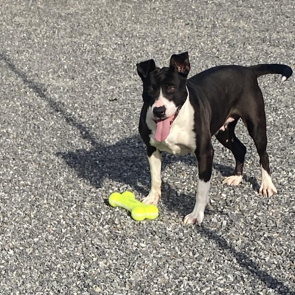Enlarge Gypsy, a Adoptable Mixed Breed in Walnut Cove, NC image 3/6