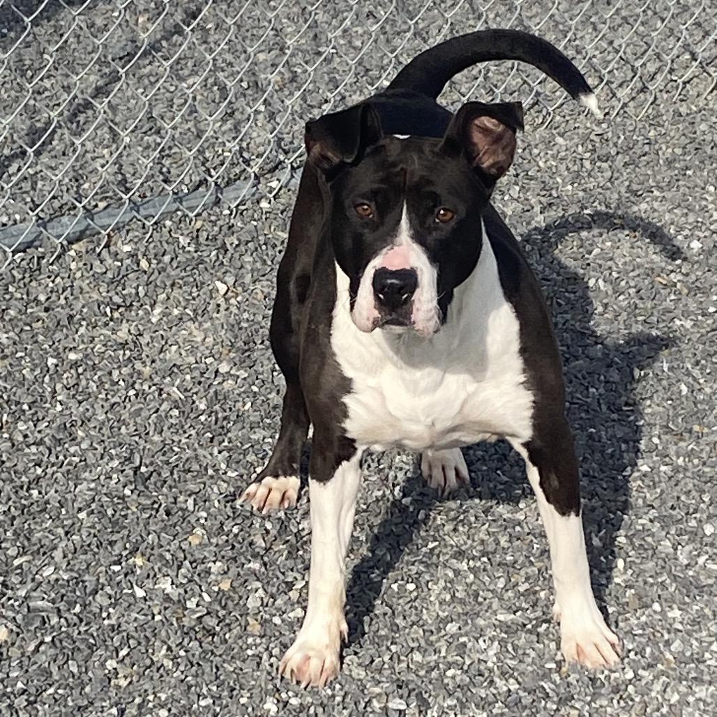 Enlarge Gypsy, a Adoptable Mixed Breed in Walnut Cove, NC image 4/6