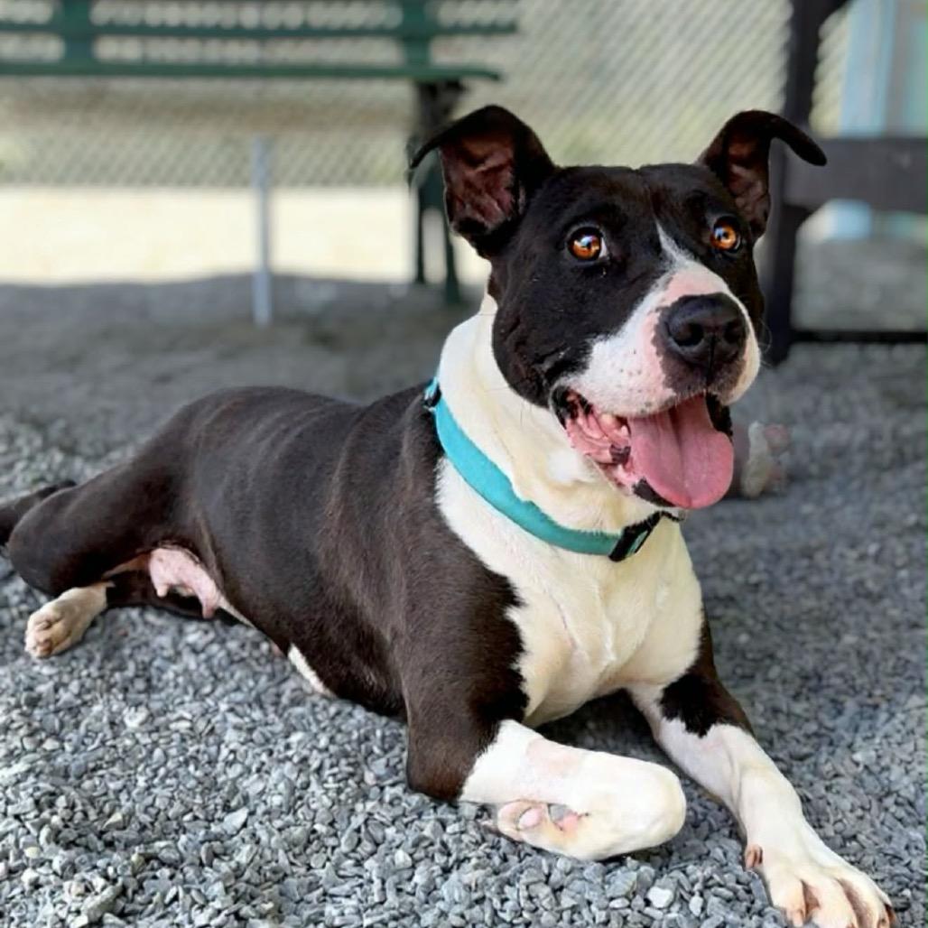 Enlarge Gypsy, a Adoptable Mixed Breed in Walnut Cove, NC image 5/6