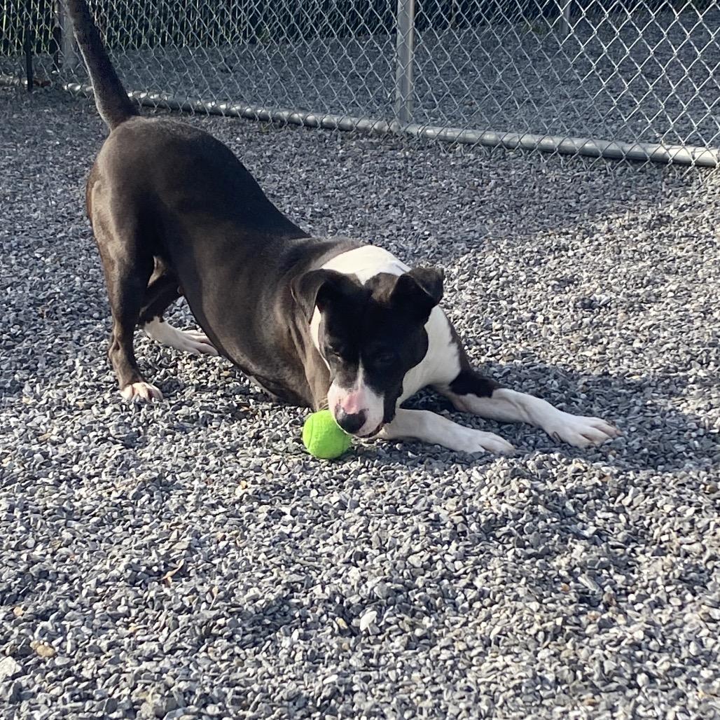 Enlarge Gypsy, a Adoptable Mixed Breed in Walnut Cove, NC image 6/6