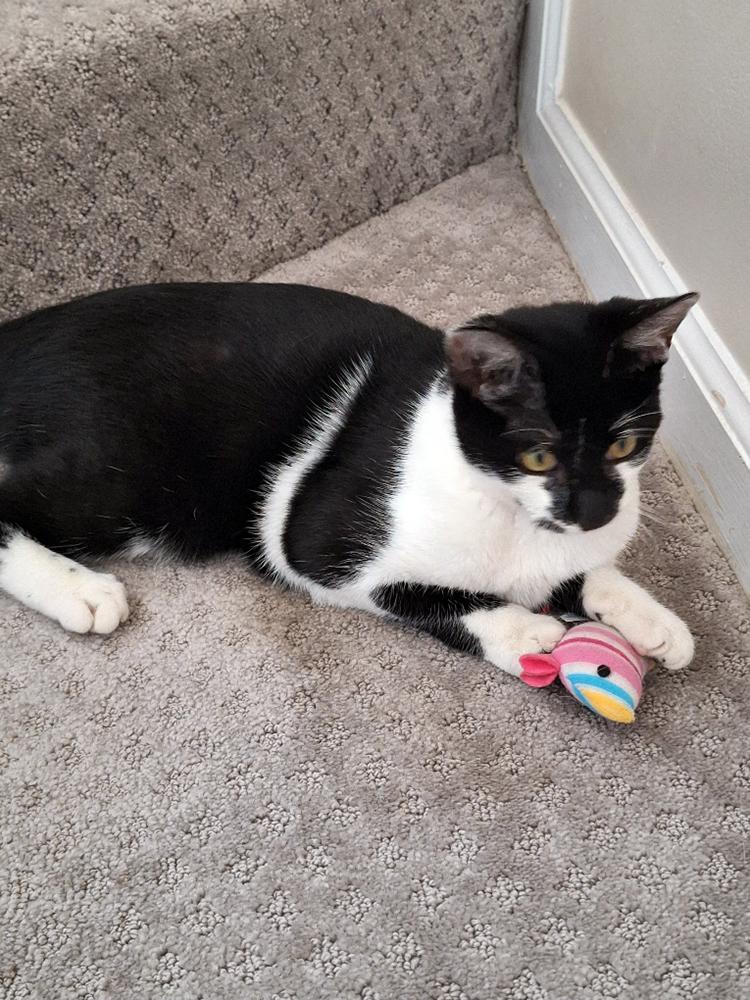 Enlarge Binks, a Adoptable Domestic Short Hair in Smithfield, VA image 1/2