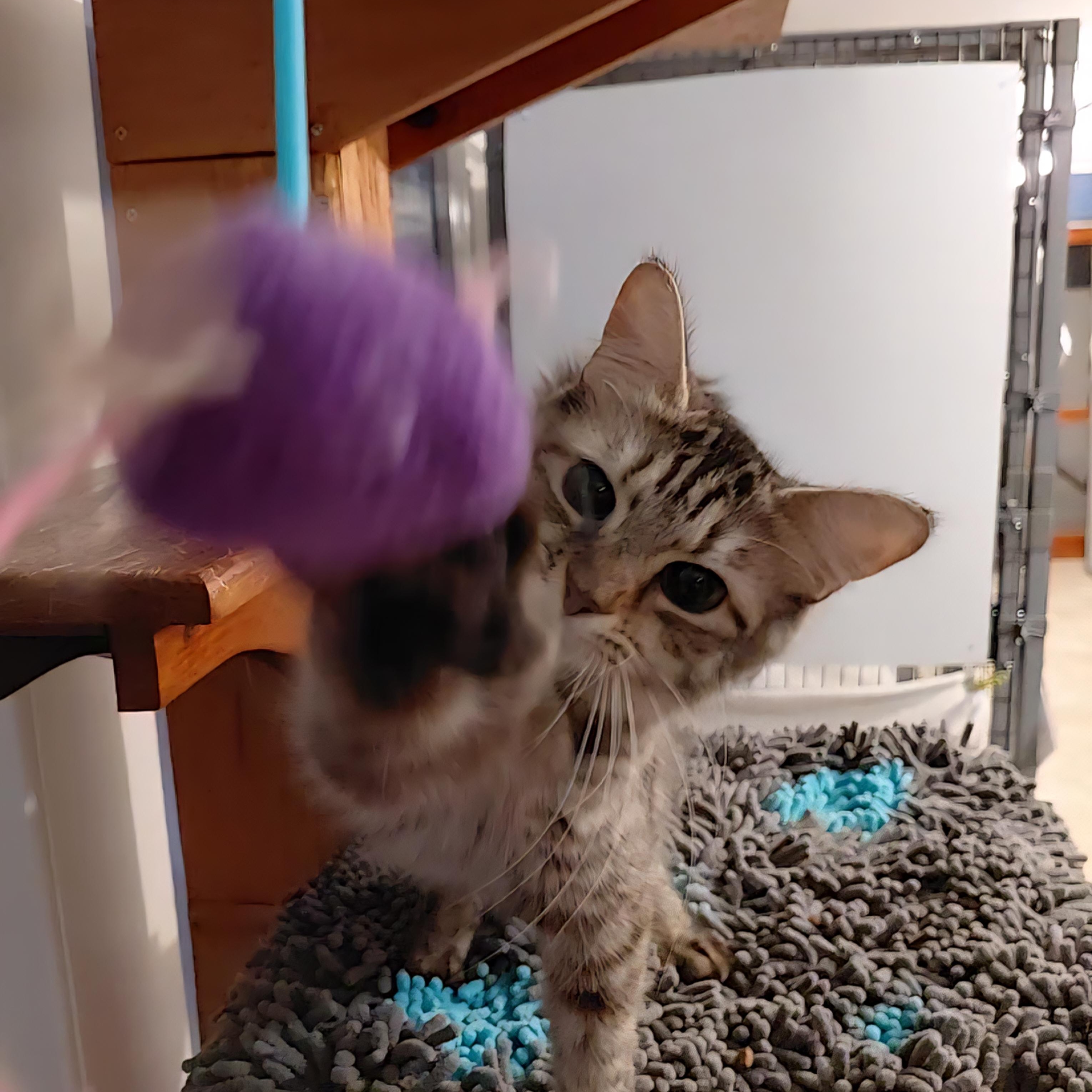 Enlarge Marbles, an adopted Domestic Medium Hair in Littleton, NH image 2/6