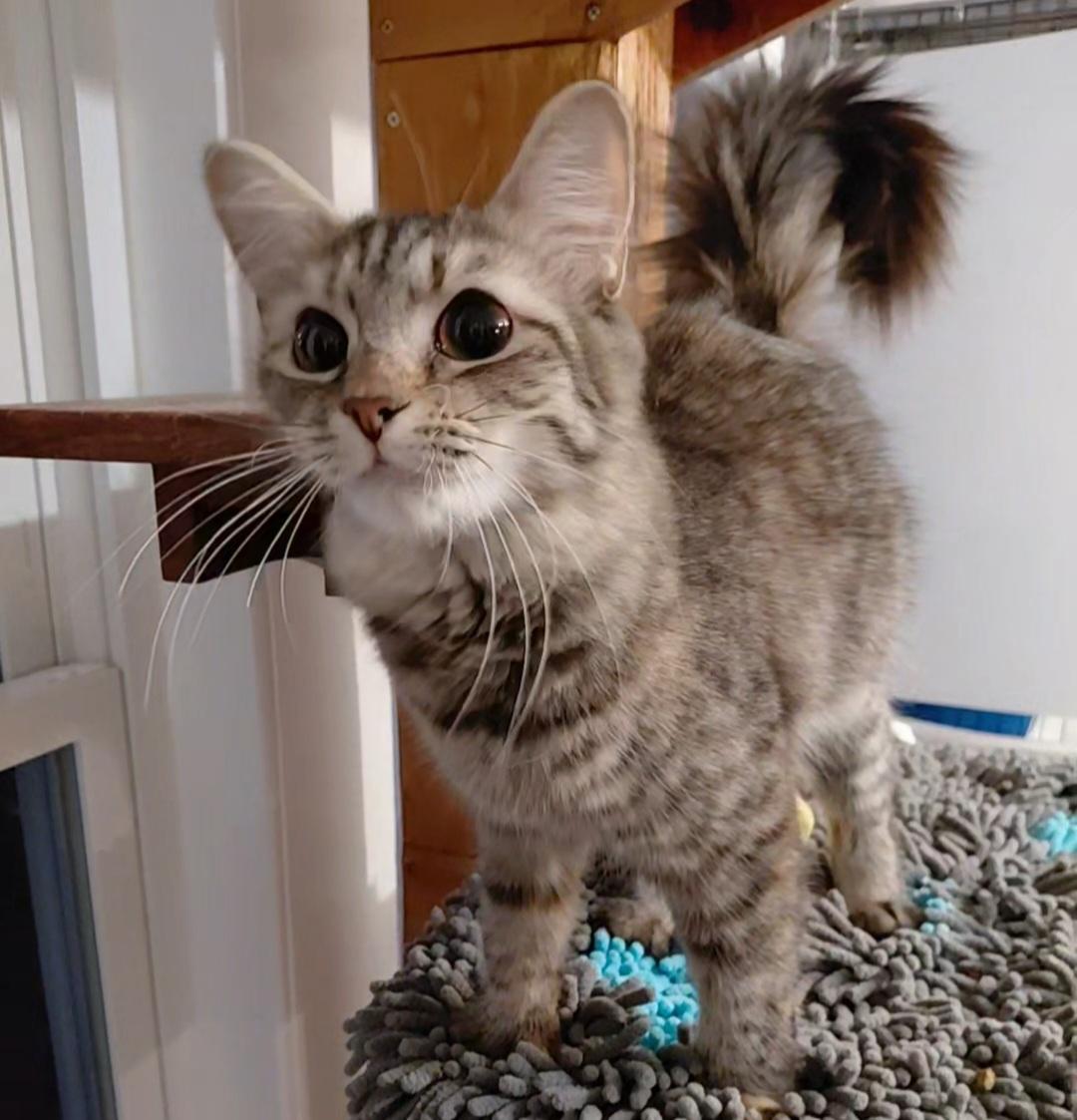 Enlarge Marbles, an adopted Domestic Medium Hair in Littleton, NH image 3/6