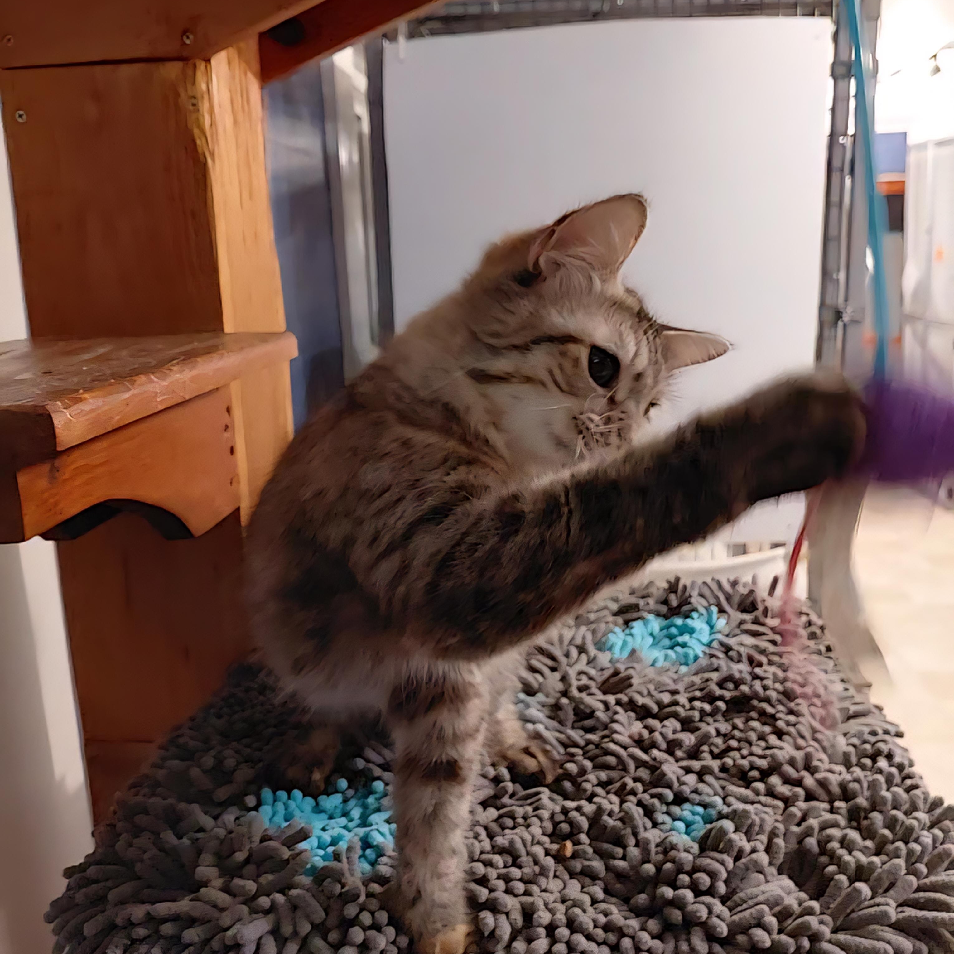 Enlarge Marbles, an adopted Domestic Medium Hair in Littleton, NH image 4/6