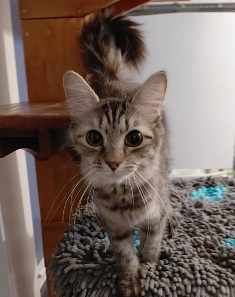 Enlarge Marbles, an adopted Domestic Medium Hair in Littleton, NH image 1/6