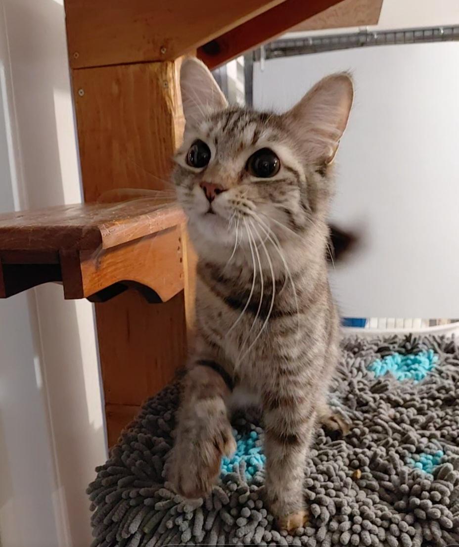 Enlarge Marbles, an adopted Domestic Medium Hair in Littleton, NH image 5/6