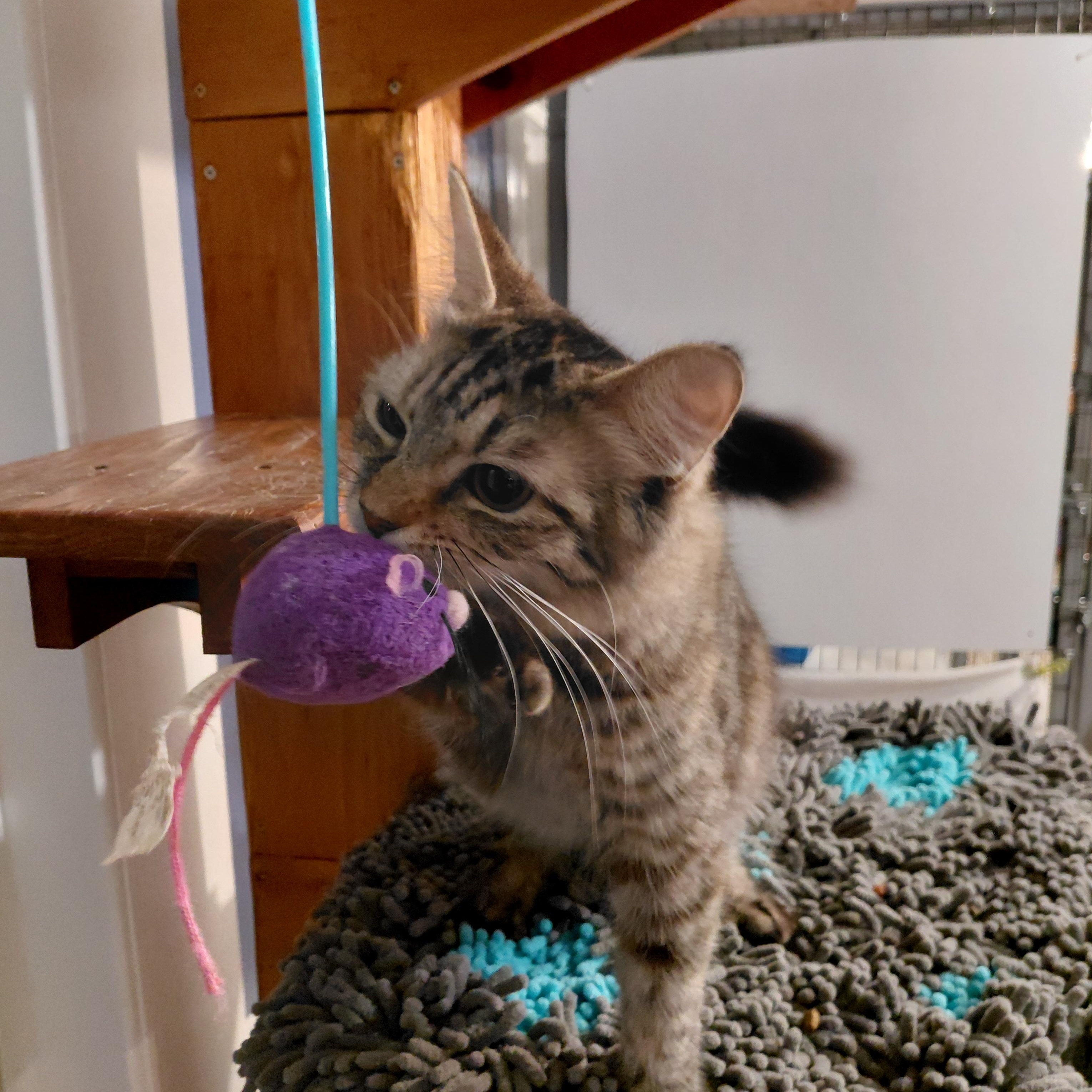 Enlarge Marbles, an adopted Domestic Medium Hair in Littleton, NH image 6/6