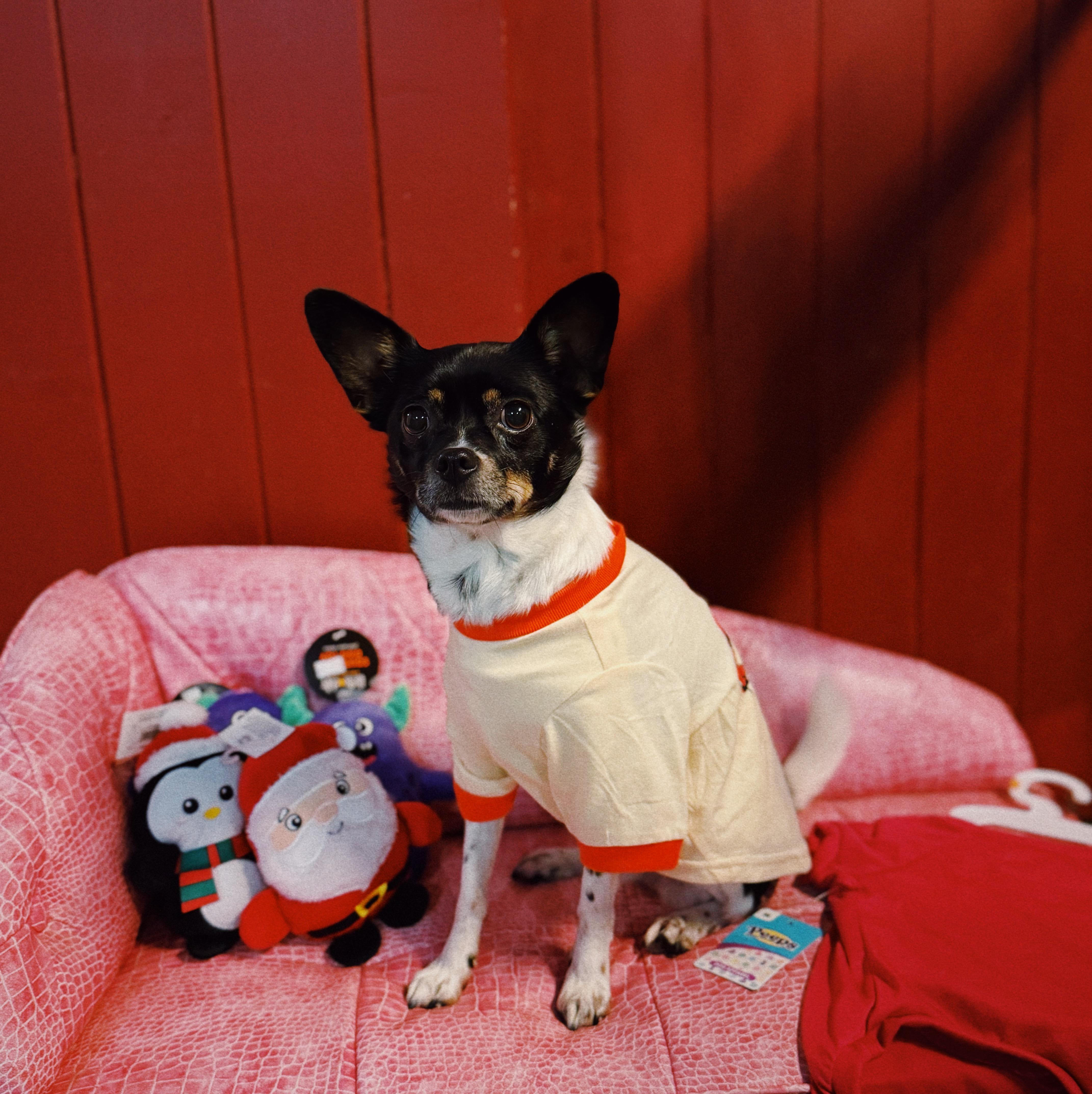 Midnight, a Adoptable mixed breed in Roberts Creek, BC image 2/6