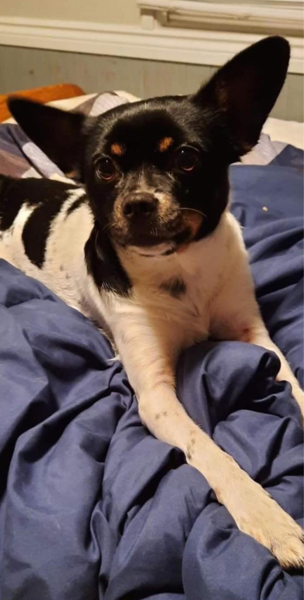 Midnight, a Adoptable mixed breed in Roberts Creek, BC image 6/6