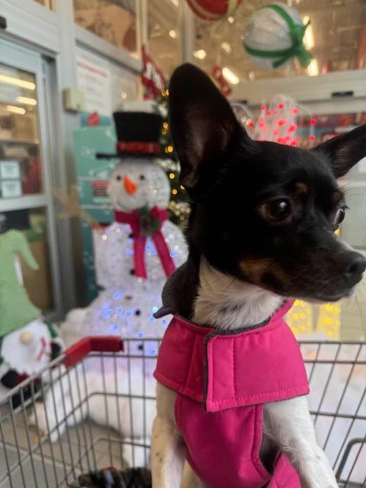 Midnight, a Adoptable mixed breed in Roberts Creek, BC image 5/6