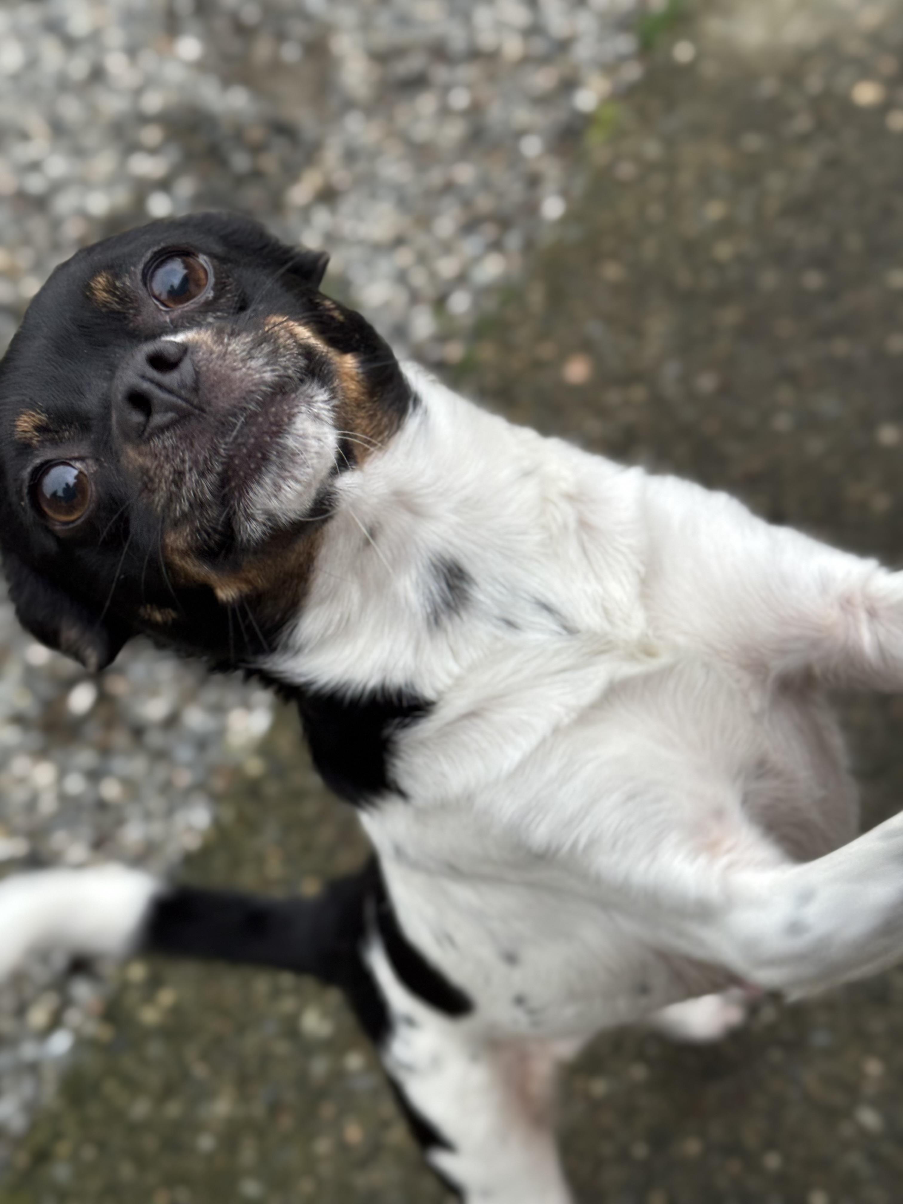 Midnight, a Adoptable mixed breed in Roberts Creek, BC image 4/6