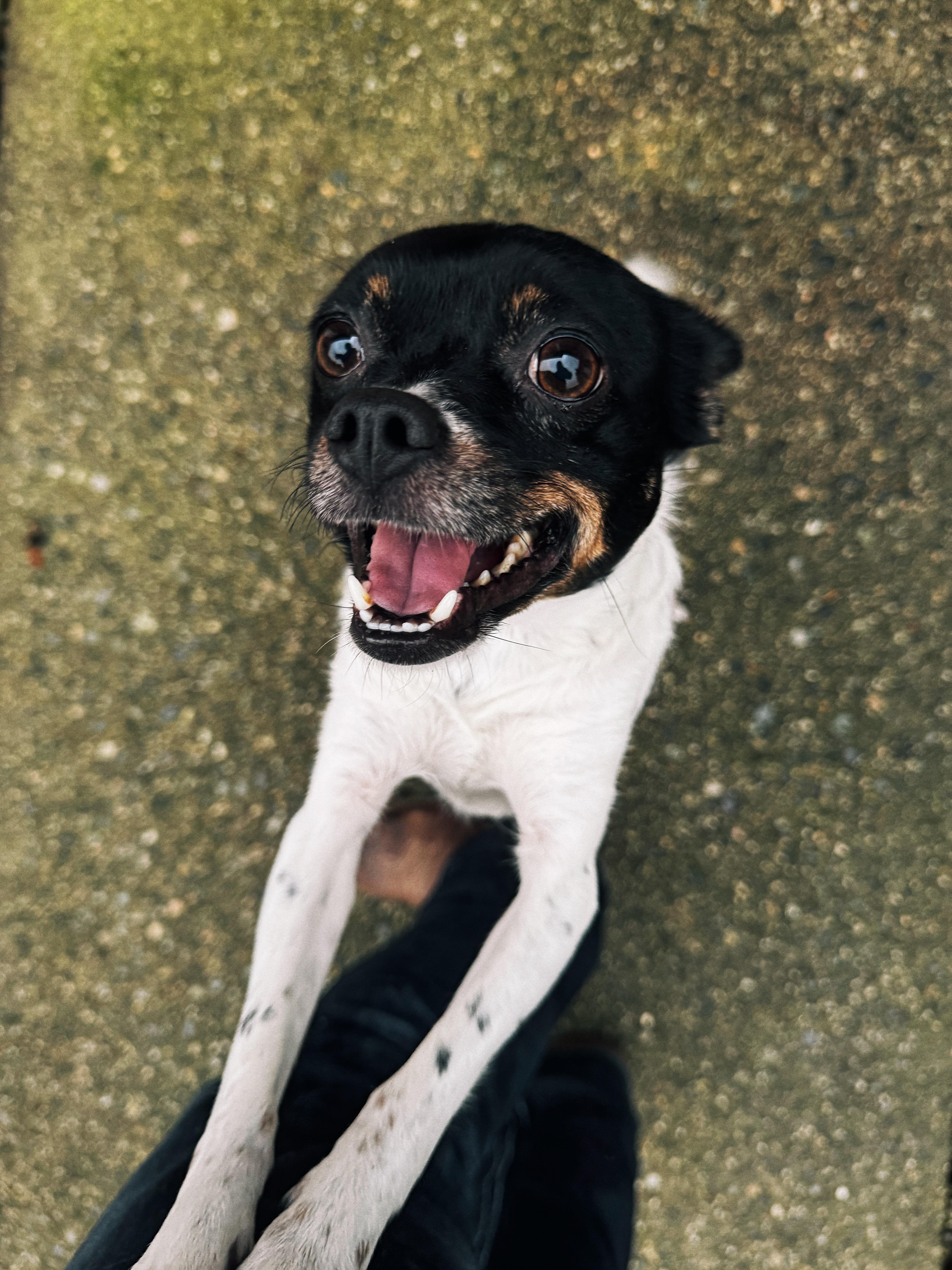Midnight, Adoptable, Senior Female Chihuahua & Jack Russell Terrier.