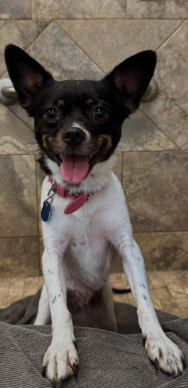 Midnight, Adoptable, Senior Female Chihuahua & Jack Russell Terrier.