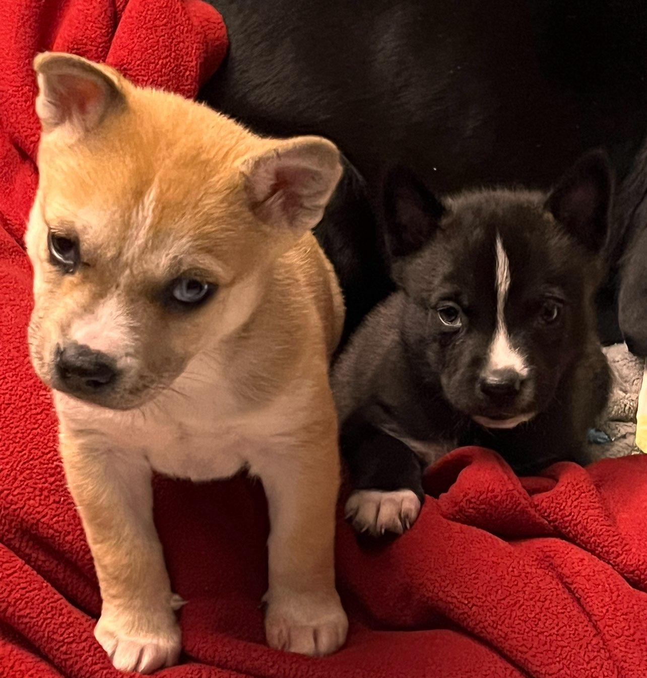 Valentina, a Adoptable mixed breed in Roselle, IL image 3/5