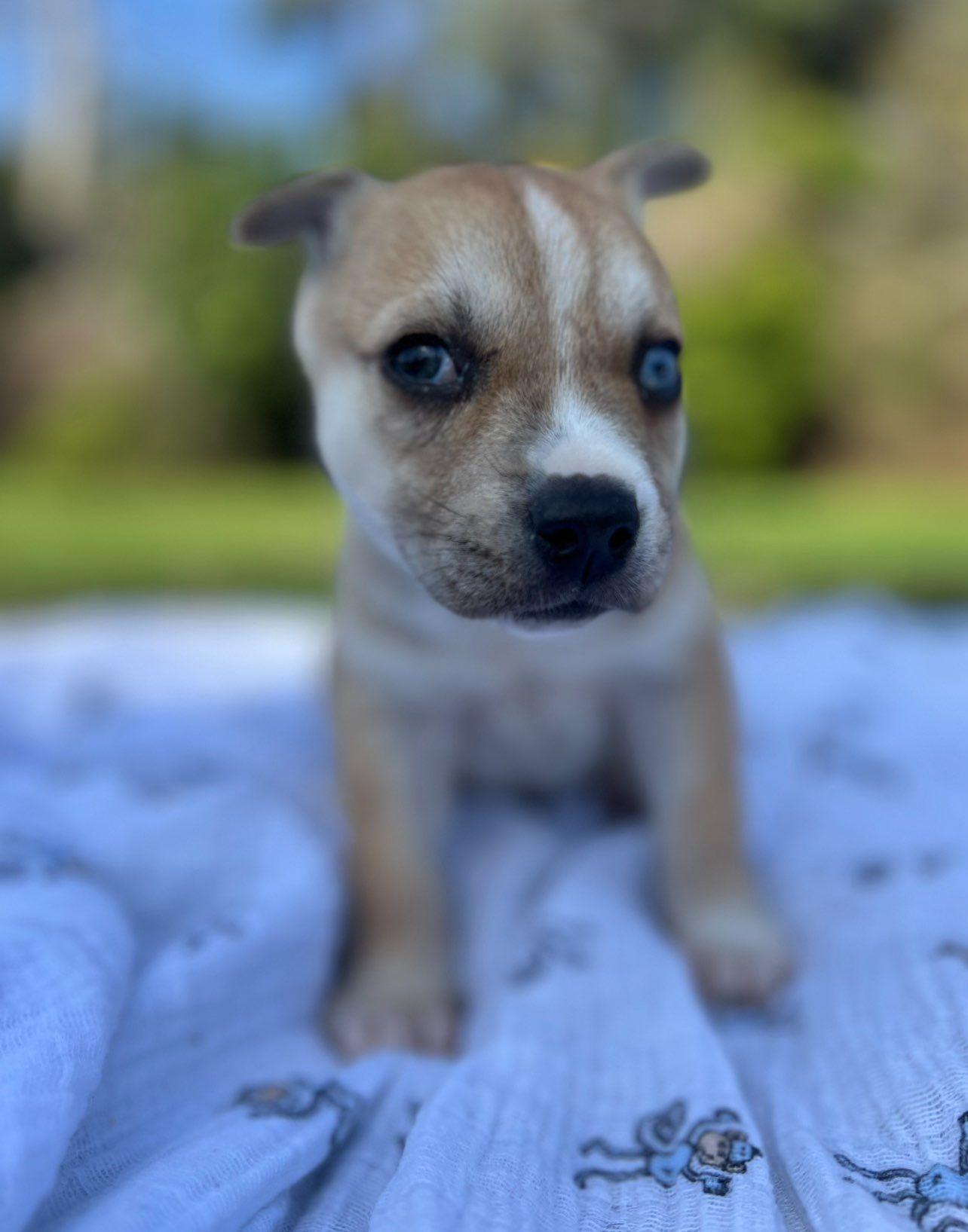 Valentina, a Adoptable mixed breed in Roselle, IL image 5/5