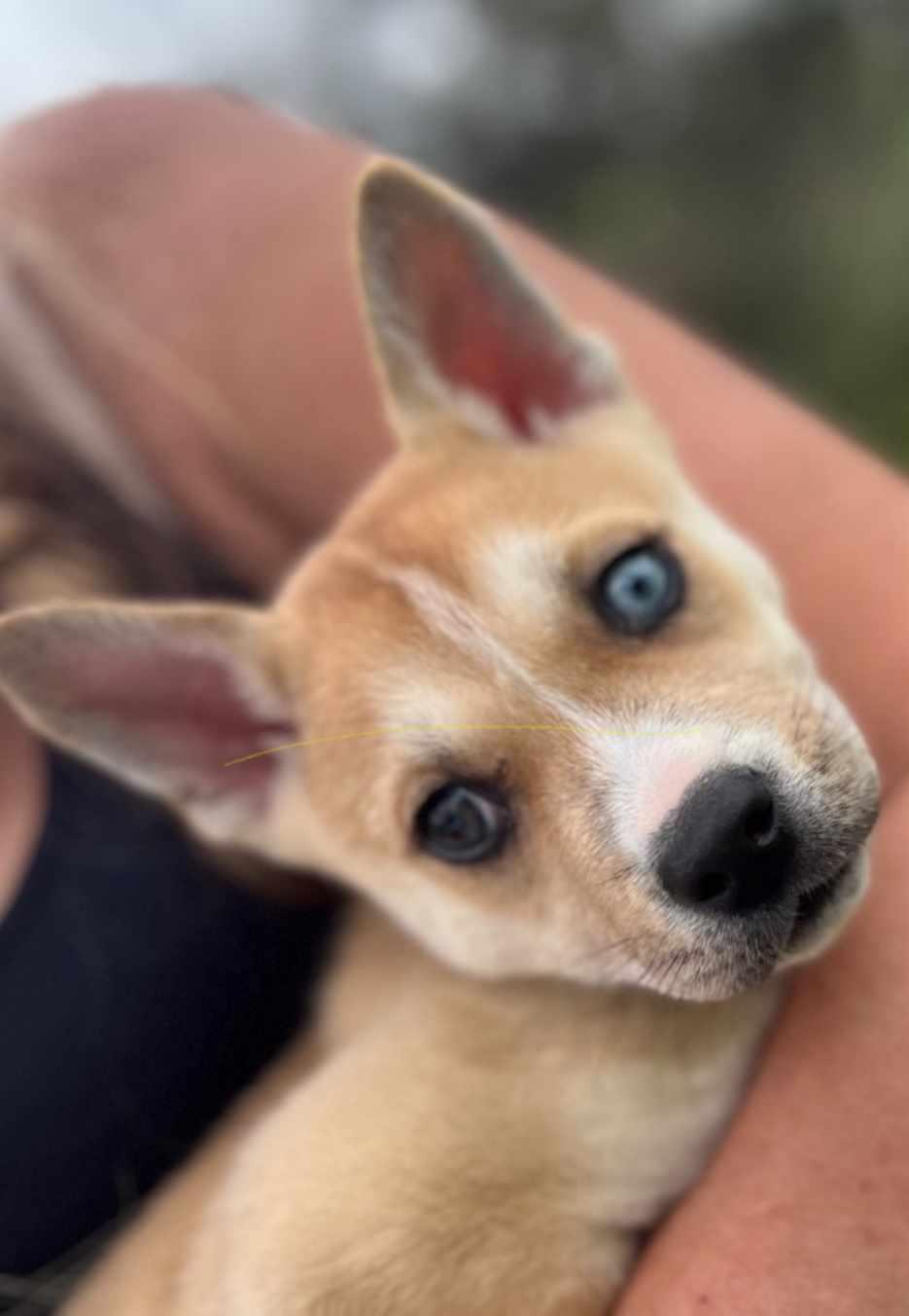 Valentina, a Adoptable mixed breed in Roselle, IL image 1/5