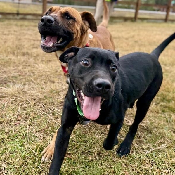 Zazoo Silly Sidekick