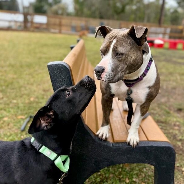 Zazoo Silly Sidekick — thumbnail 5