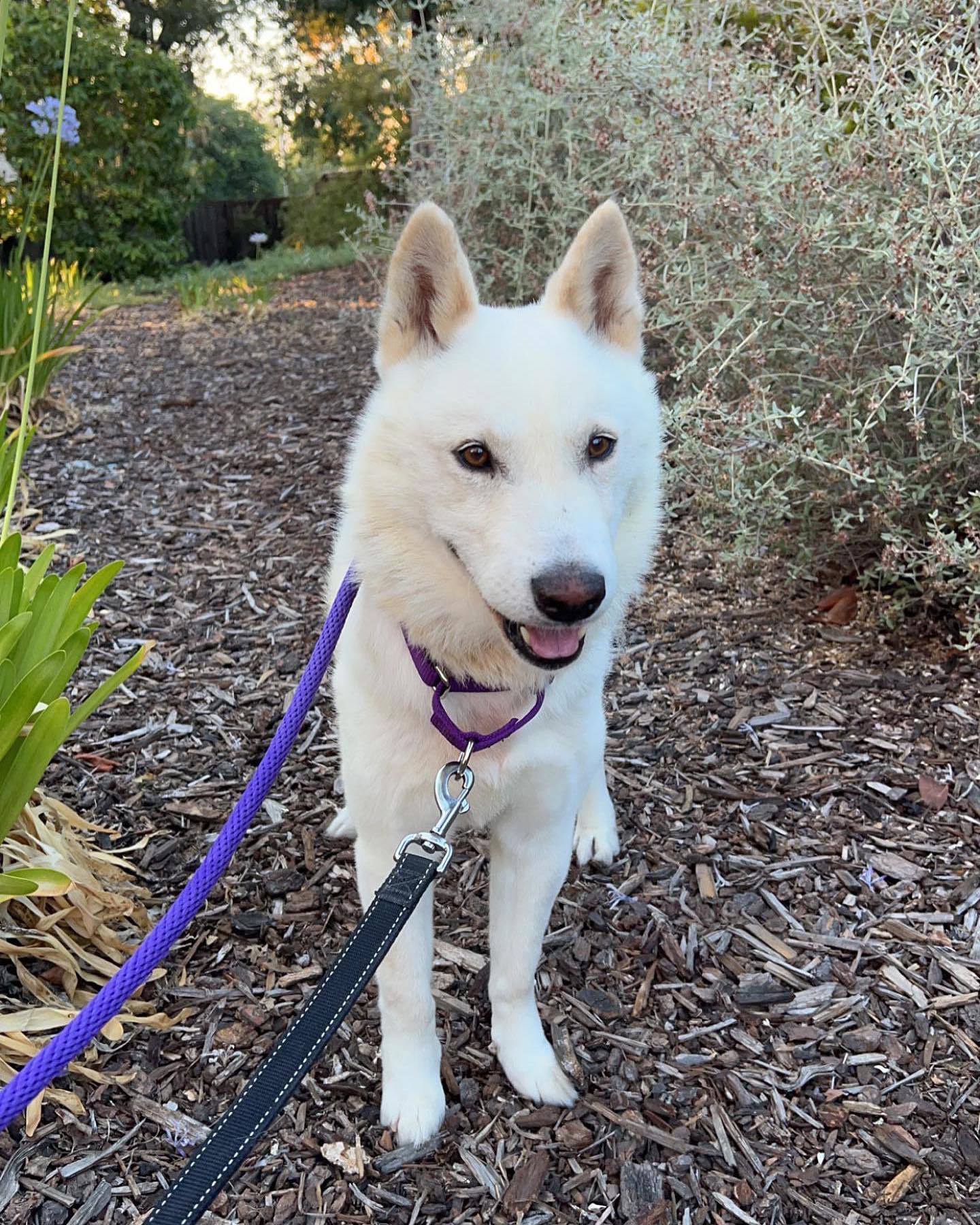 Enlarge Jack, a Adoptable Jindo in West Sacramento, CA image 3/6