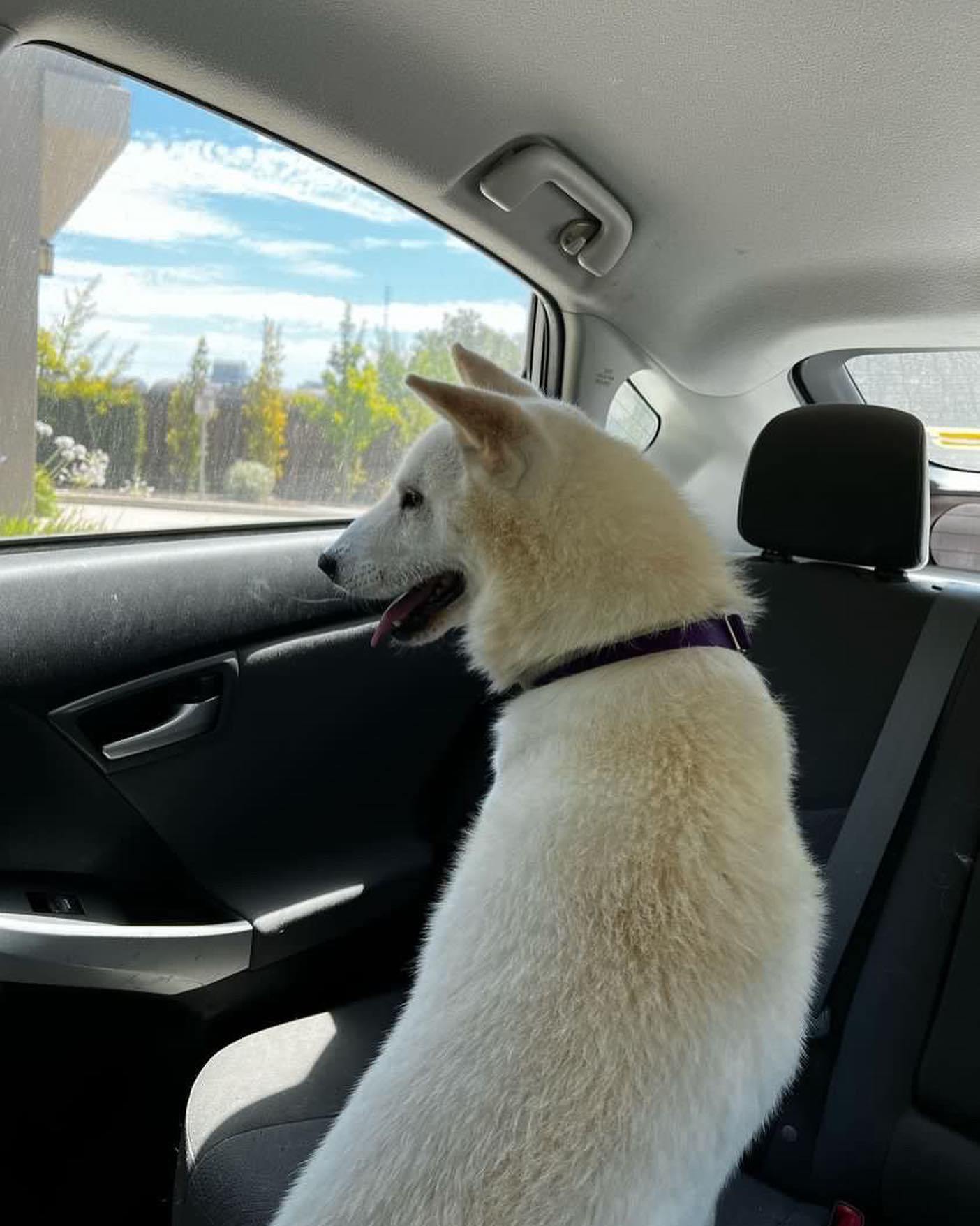 Enlarge Jack, a Adoptable Jindo in West Sacramento, CA image 4/6