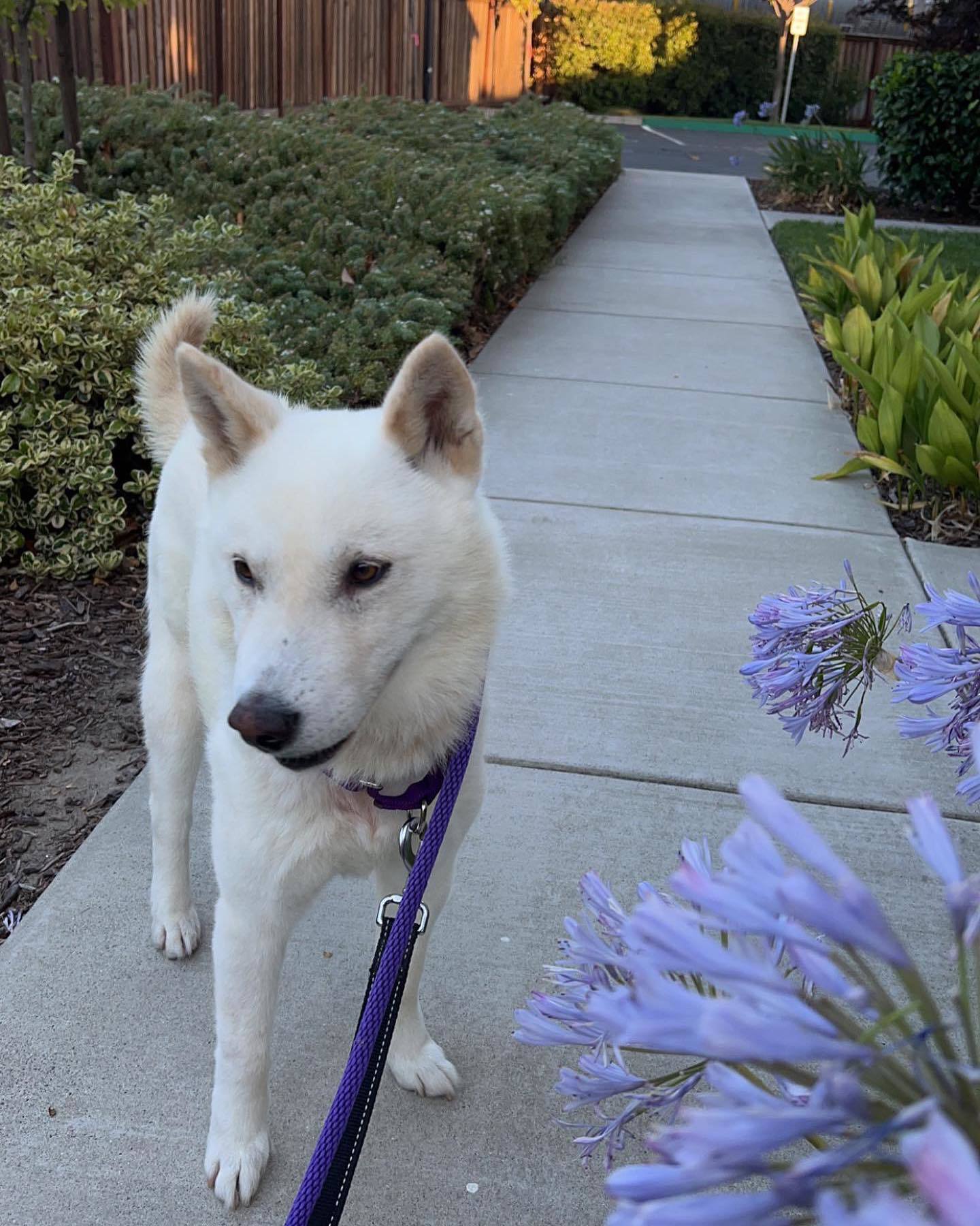 Enlarge Jack, a Adoptable Jindo in West Sacramento, CA image 2/6