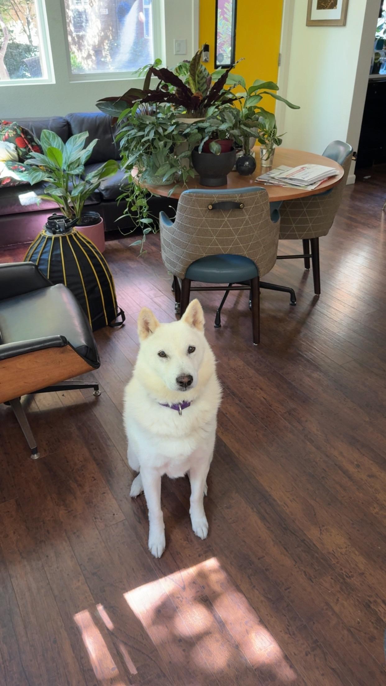 Enlarge Jack, a Adoptable Jindo in West Sacramento, CA image 1/6
