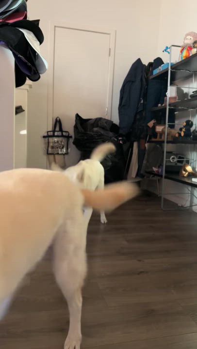 Enlarge Jack, a Adoptable Jindo in West Sacramento, CA video 5/6