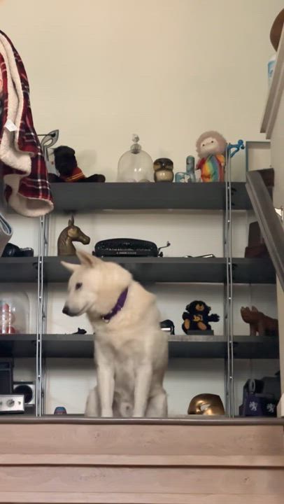 Enlarge Jack, a Adoptable Jindo in West Sacramento, CA video 6/6