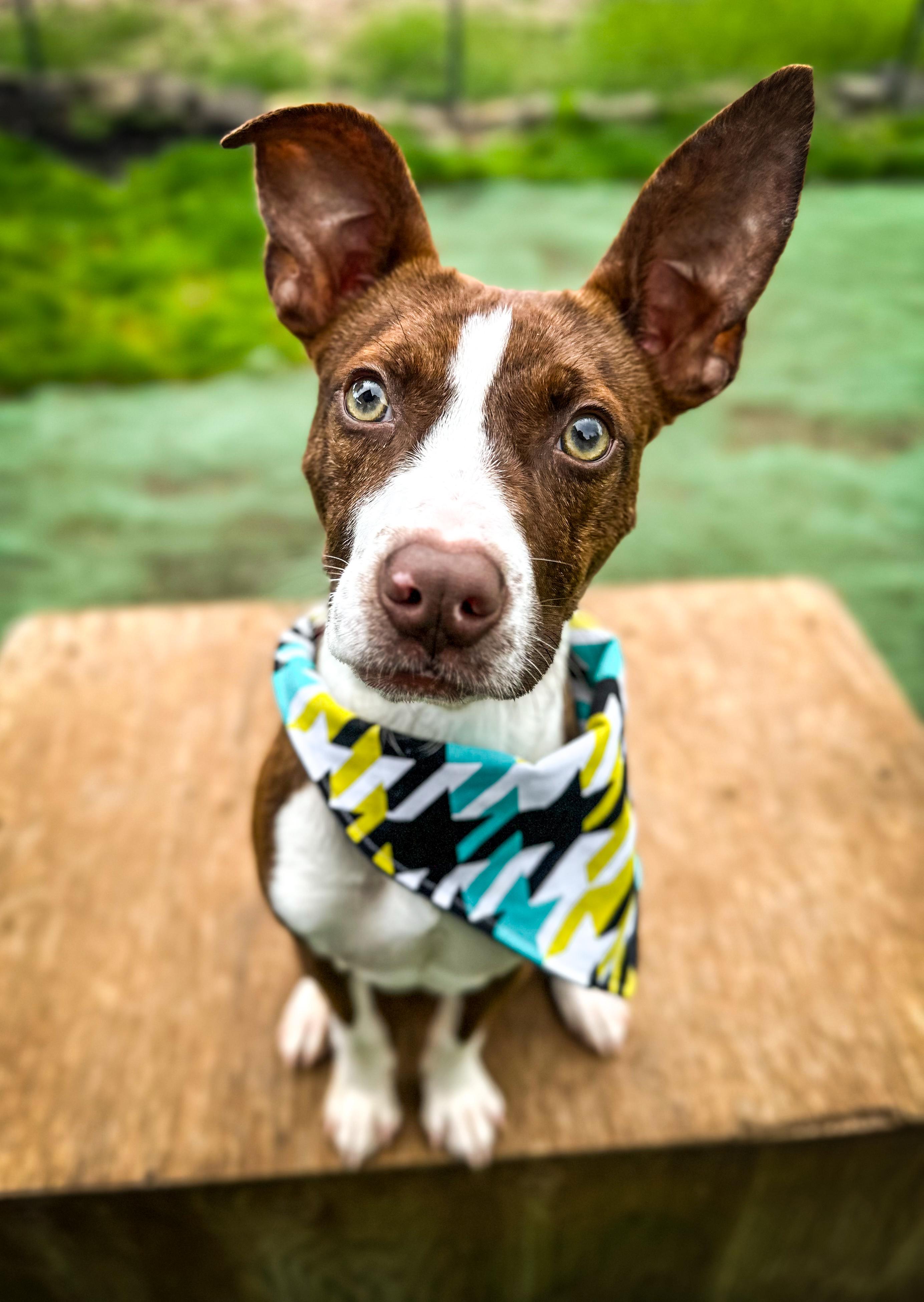 Grasshopper, adoptable, Adult Male Boston Terrier & Chihuahua.