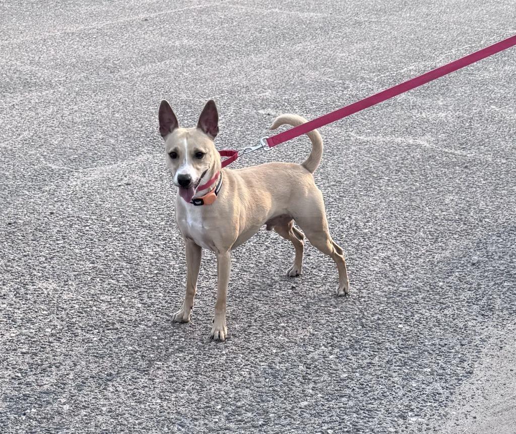 Dodger, Adoptable, Young Male Corgi & Mixed Breed.