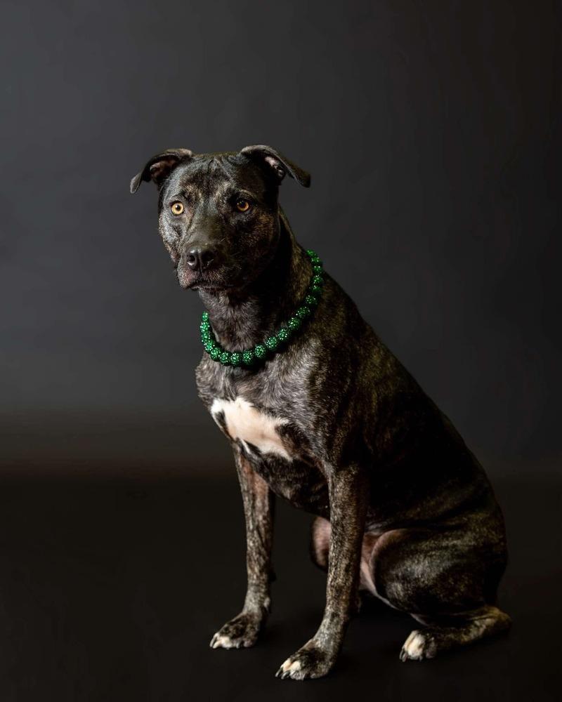 Clover, Adoptable, Adult Female Mixed Breed.